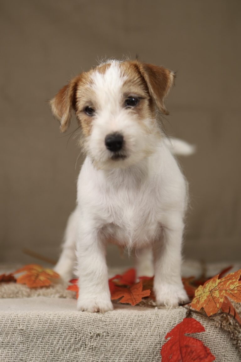 jack russell terrier