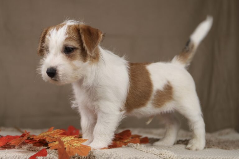 jack russell terrier