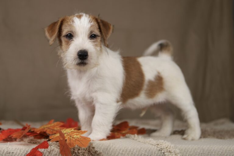 jack russell terrier