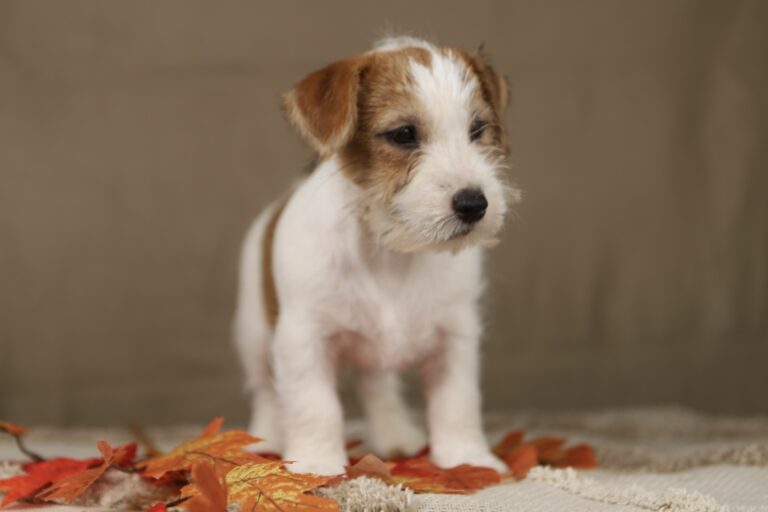 jack russell terrier