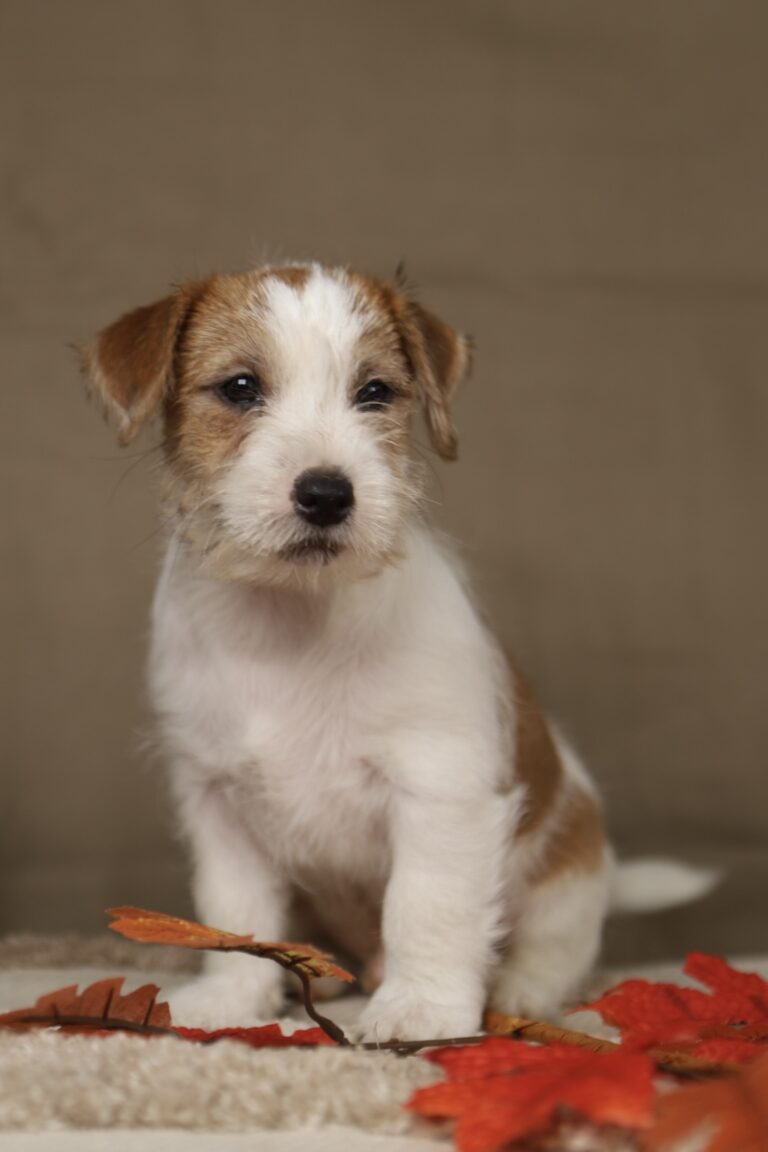 jack russell terrier