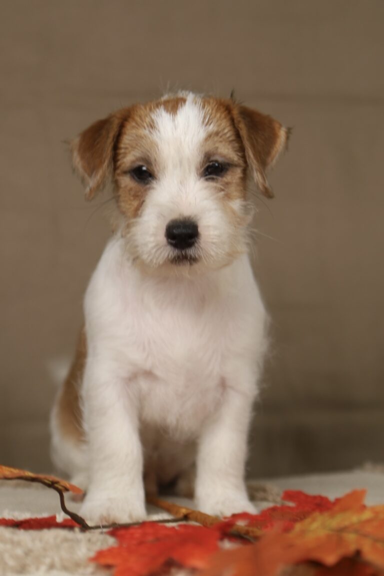 jack russell terrier