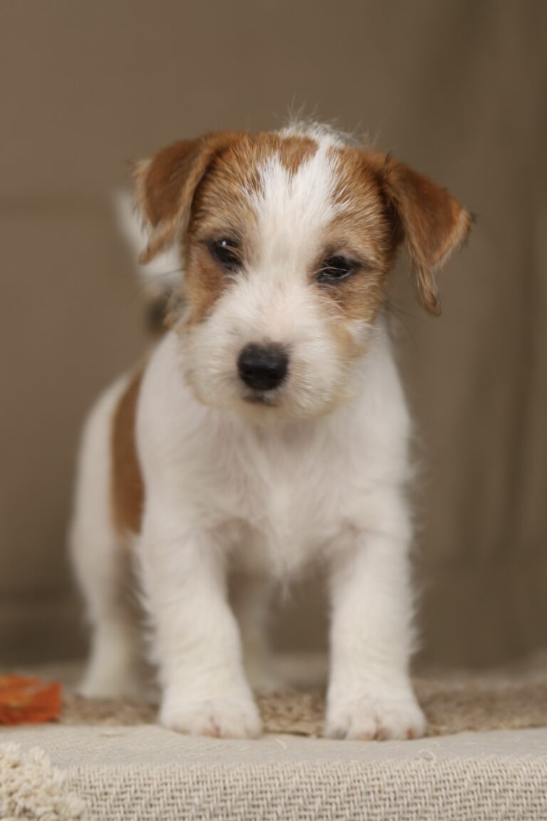 jack russell terrier