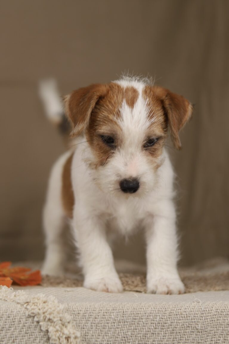jack russell terrier