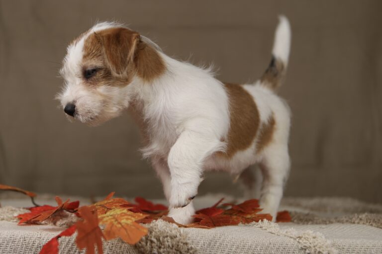 jack russell terrier