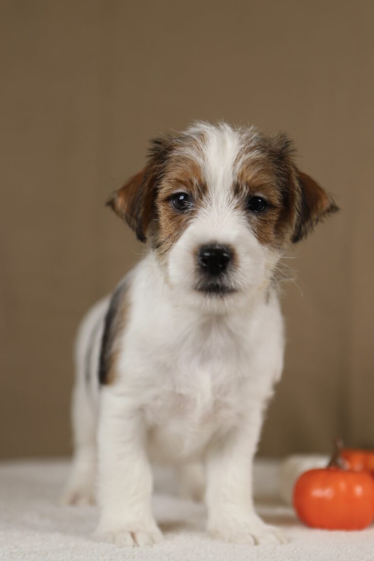piesek Jack russell terrier