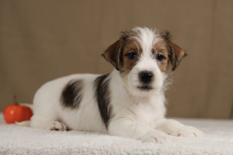 piesek Jack russell terrier