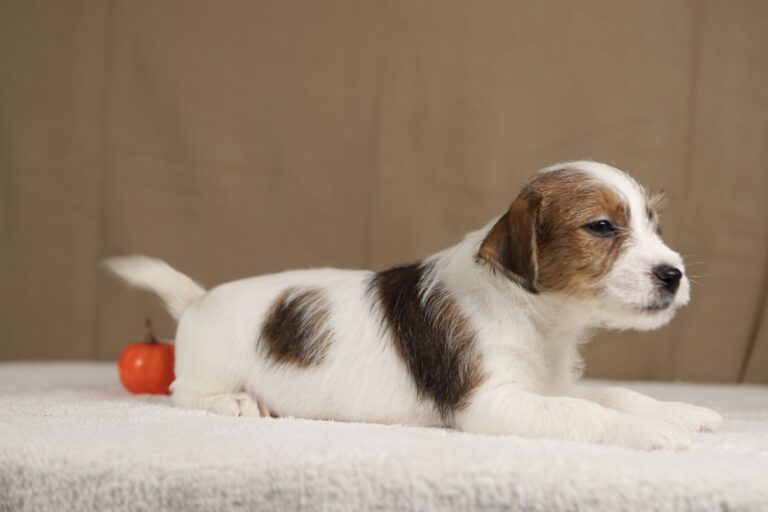 piesek Jack russell terrier