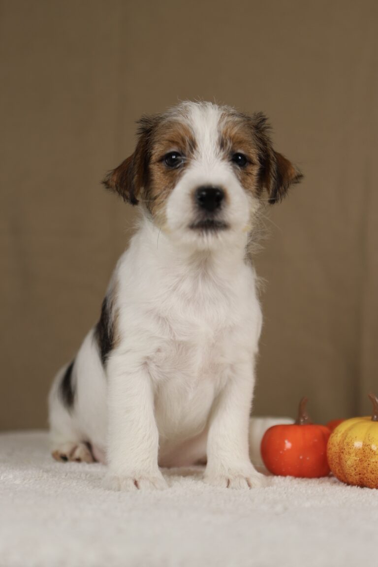 piesek Jack russell terrier