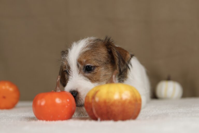 piesek Jack russell terrier