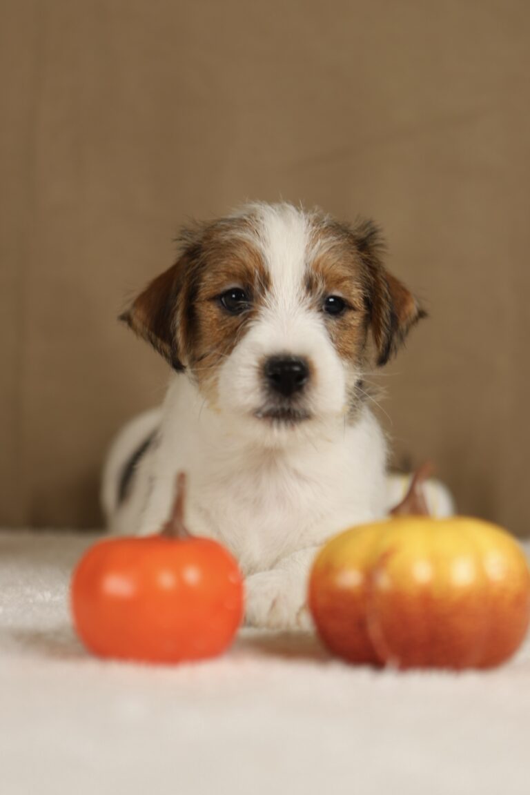piesek Jack russell terrier