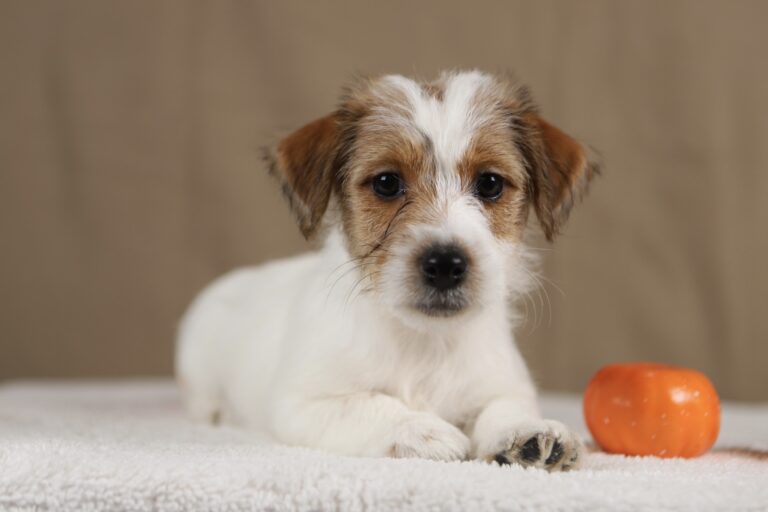 suczka jack russell terrier