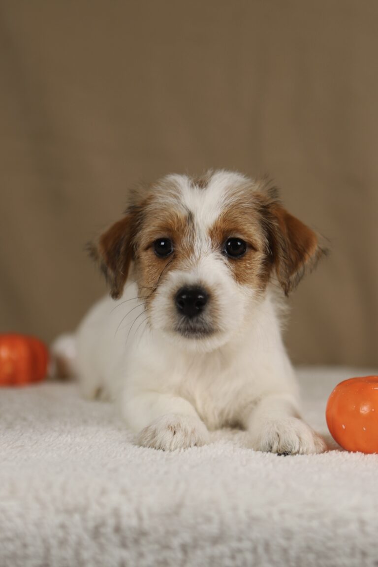 suczka jack russell terrier