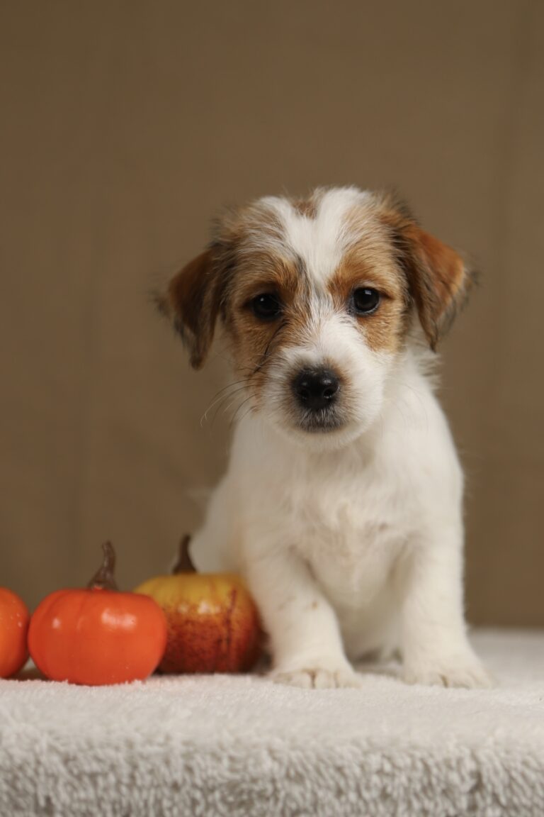 suczka jack russell terrier
