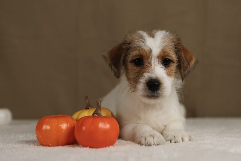 suczka jack russell terrier