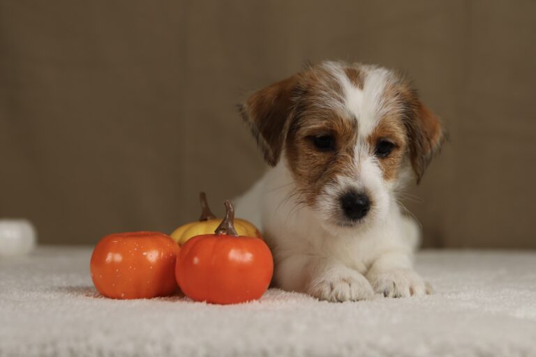 suczka jack russell terrier