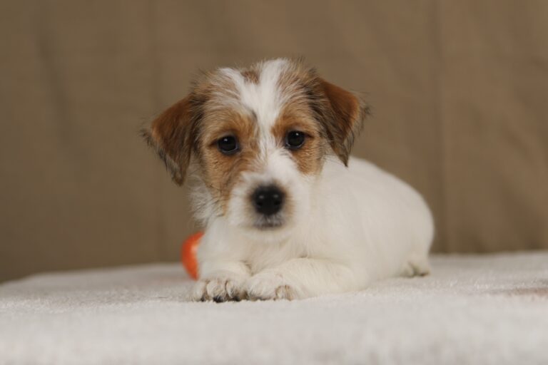 suczka jack russell terrier