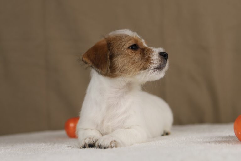 suczka jack russell terrier