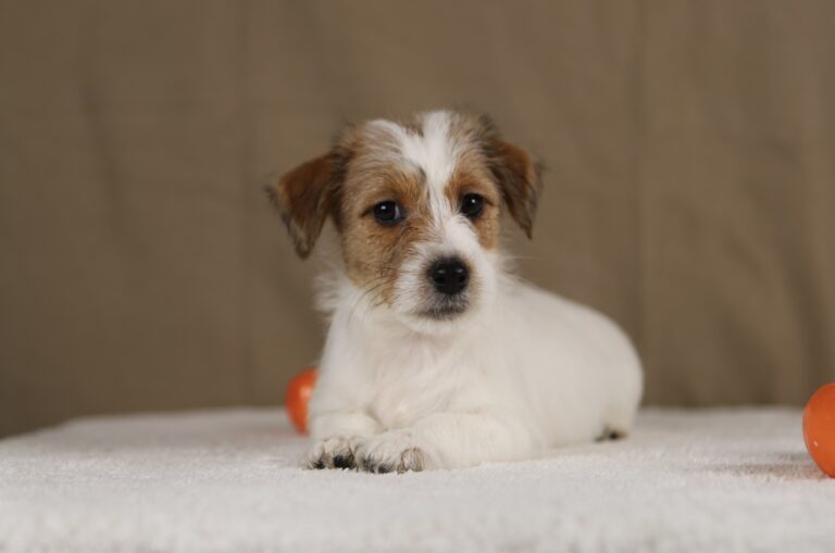 suczka jack russell terrier