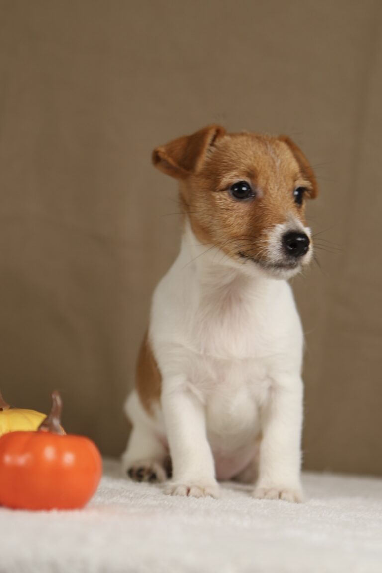 suczka jack russell terrier