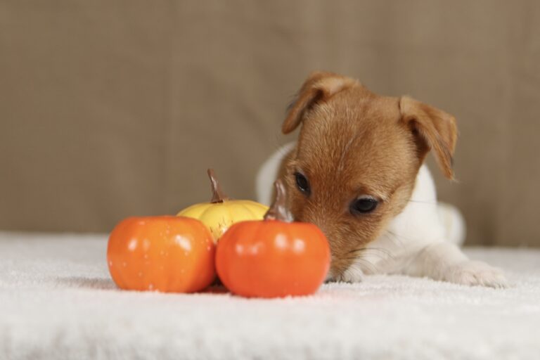 suczka jack russell terrier