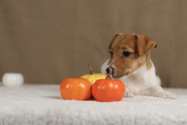 suczka jack russell terrier