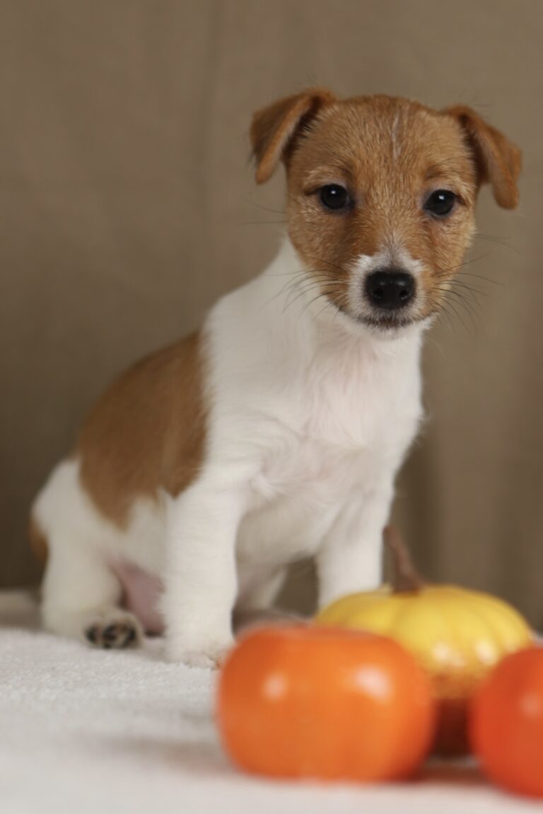 suczka jack russell terrier