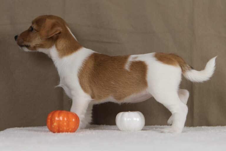 suczka jack russell terrier