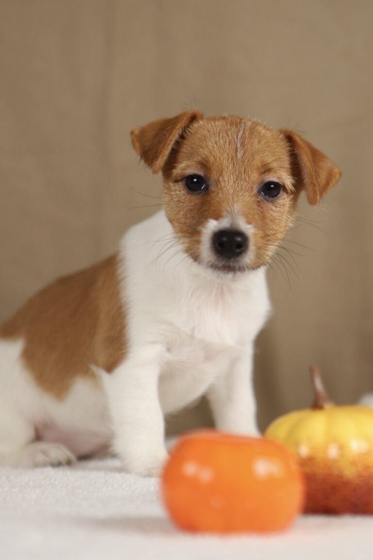 suczka jack russell terrier