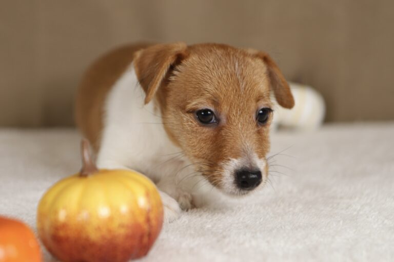suczka jack russell terrier