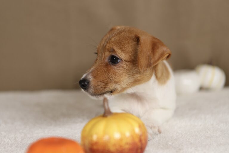 suczka jack russell terrier