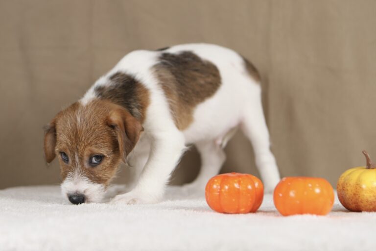piesek Jack russell terrier
