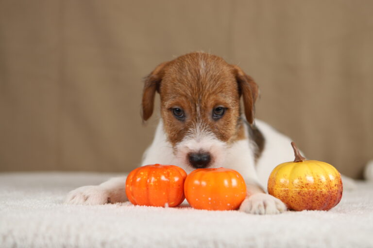 piesek Jack russell terrier
