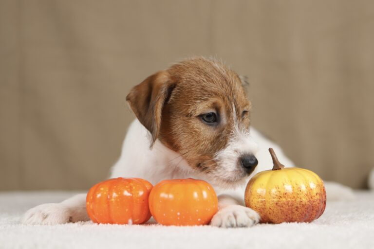 piesek Jack russell terrier
