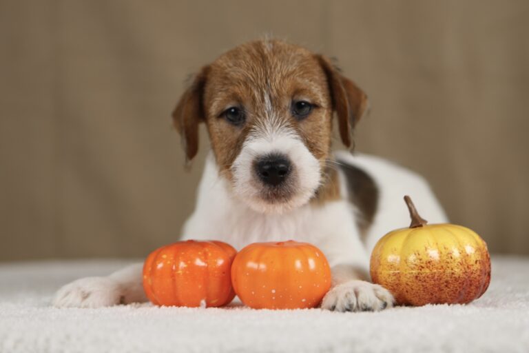 piesek Jack russell terrier