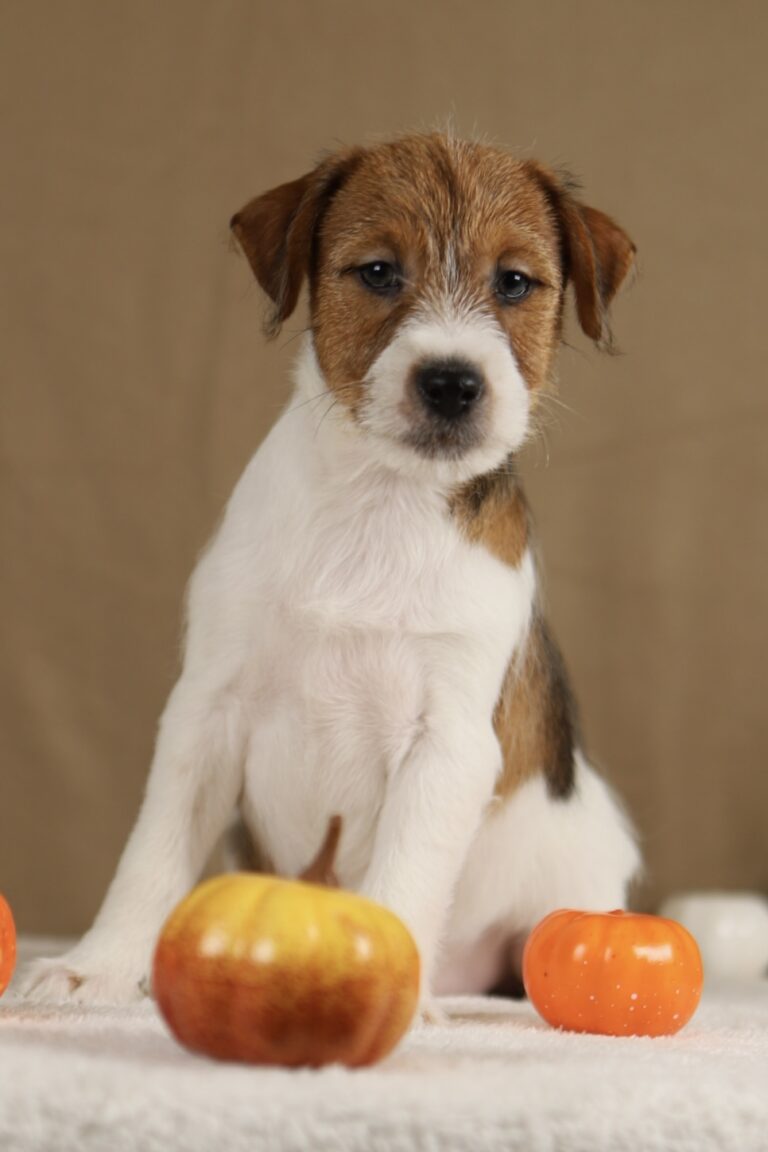 piesek Jack russell terrier