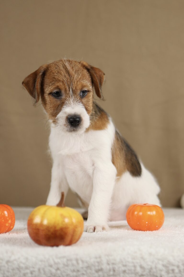 piesek Jack russell terrier