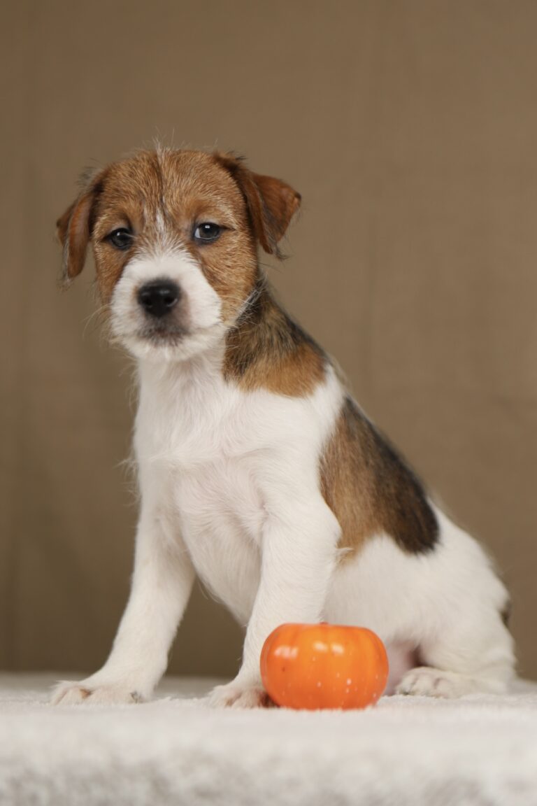 piesek Jack russell terrier