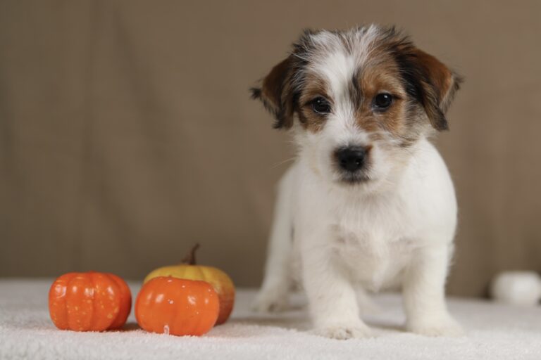 piesek Jack russell terrier