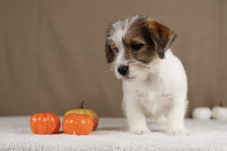 piesek Jack russell terrier