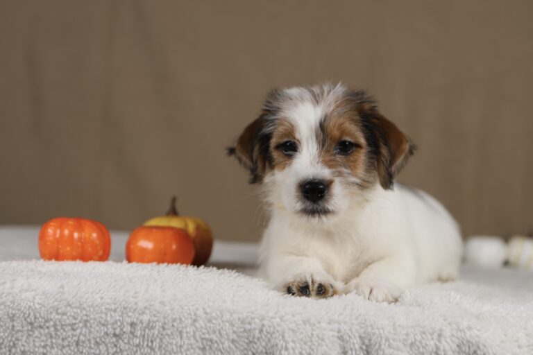 piesek Jack russell terrier