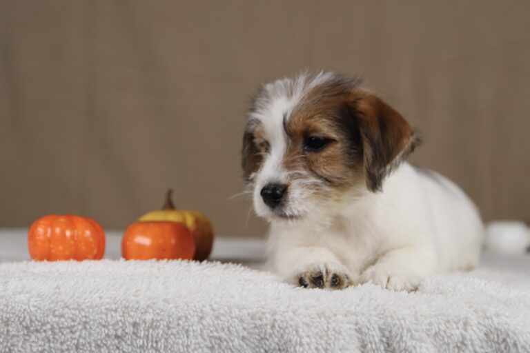 piesek Jack russell terrier