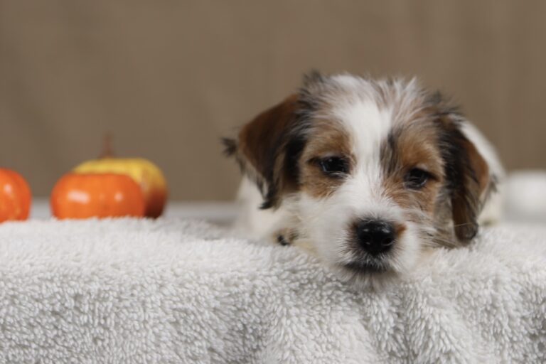 piesek Jack russell terrier