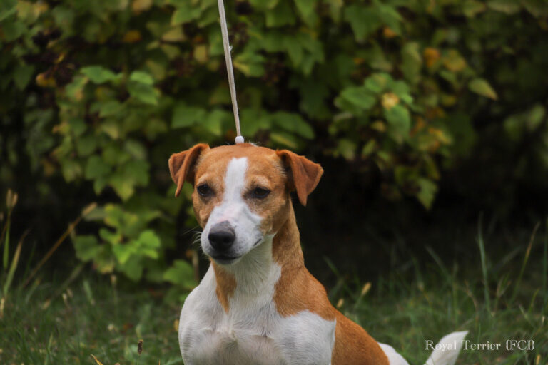jack russell terrier