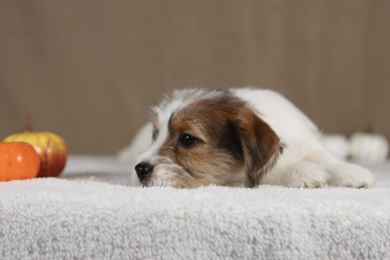 piesek Jack russell terrier