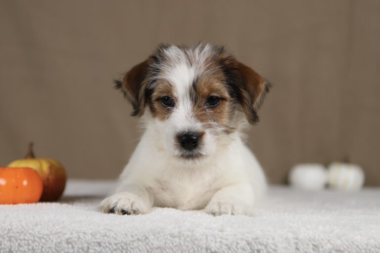 piesek Jack russell terrier