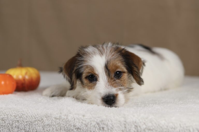 piesek Jack russell terrier