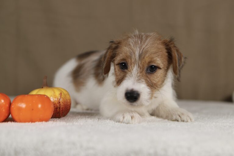 piesek Jack russell terrier