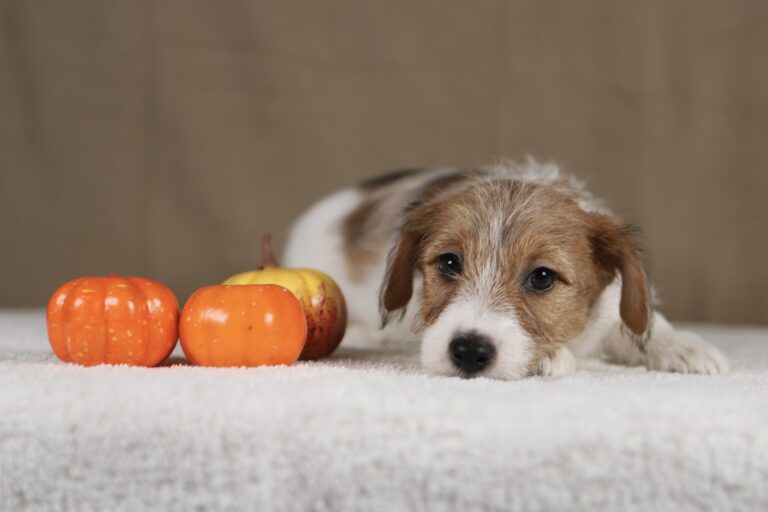 piesek Jack russell terrier