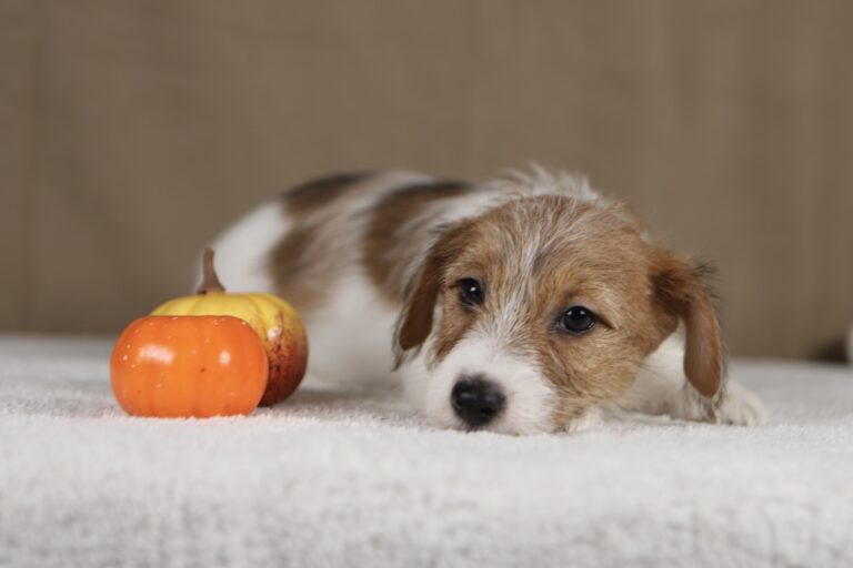 piesek Jack russell terrier
